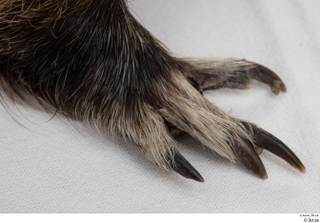 Nutria foot 0019.jpg